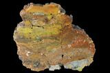 Polished, Petrified Wood (Araucarioxylon) - Arizona #165990-1